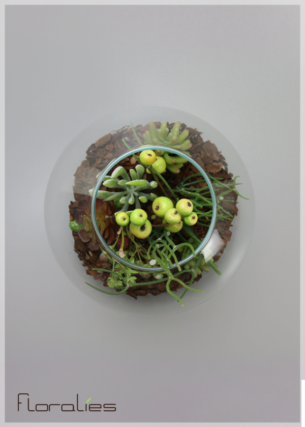 Terrarium mousse de mer Terrarium mousse de mer