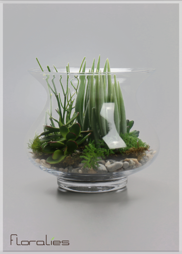 Terrarium plantes grasses Terrarium plantes grasses