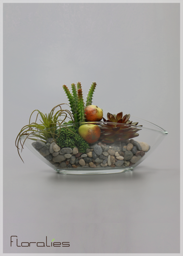 Terrarium cactus et poires Terrarium cactus et poires