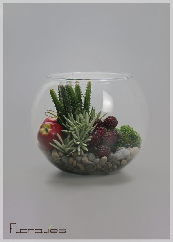 Terrarium cactus et mûrier Terrarium cactus et mûrier