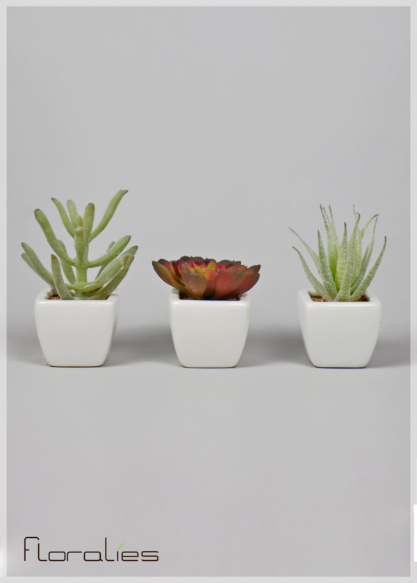 Les echeveria Les echeveria