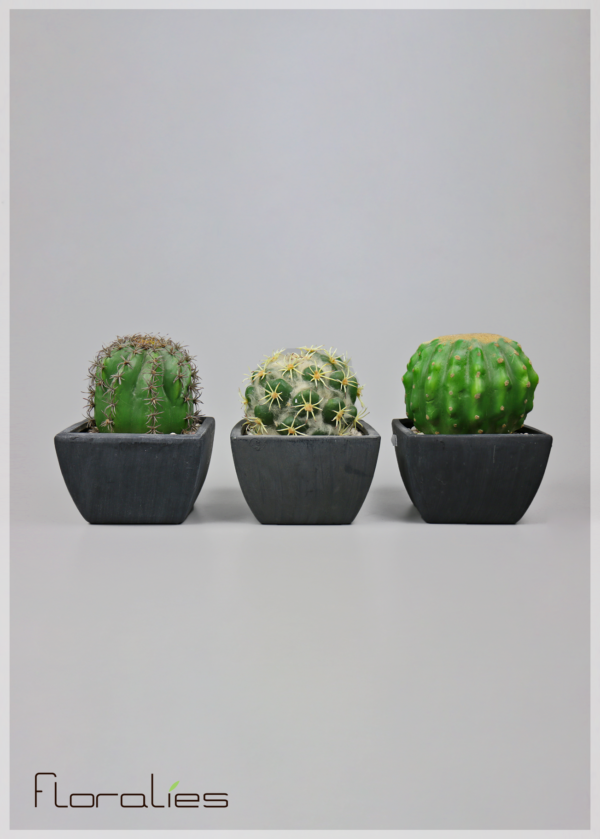 Les cactus Les cactus