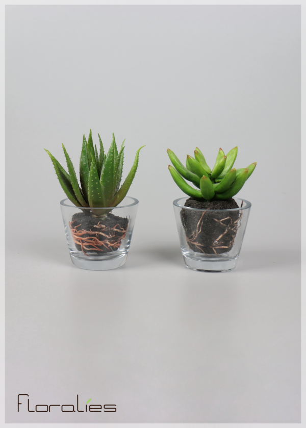 Les agaves Les agaves
