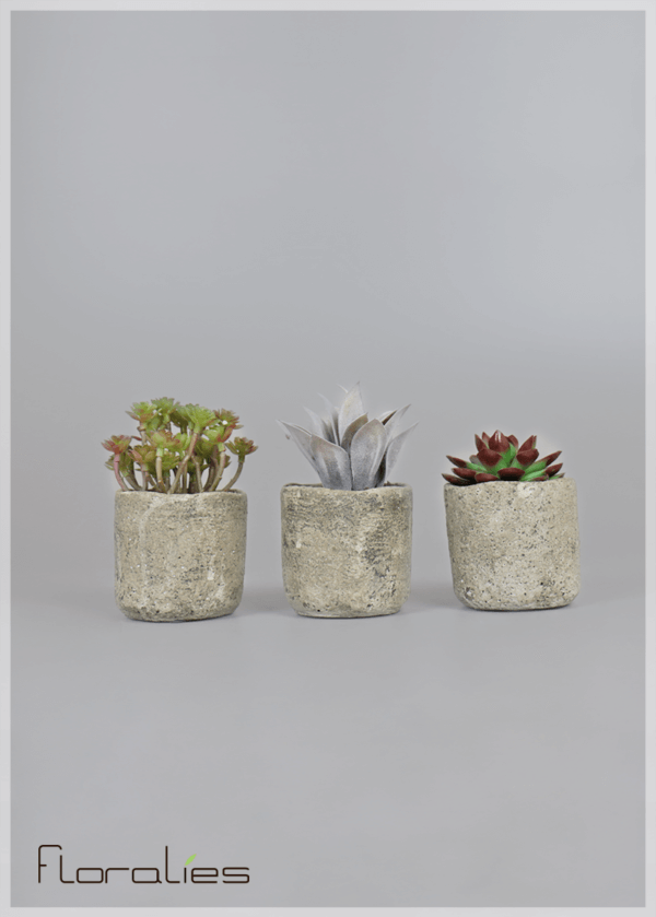 Les succulentes Les succulentes