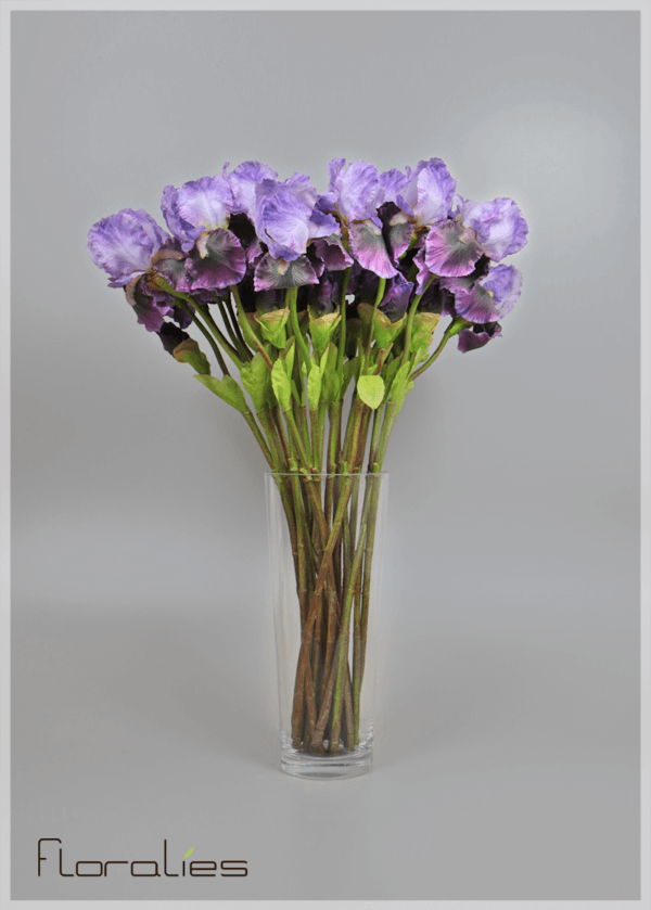 Iris mauve Iris mauve