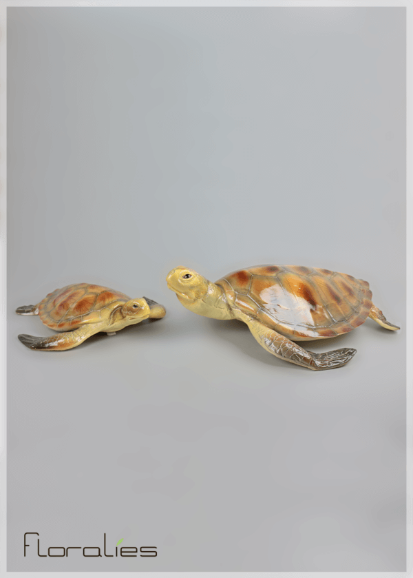 Tortues de mer Tortues de mer