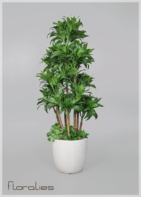 Dracena multiple troncs artificiel Dracena multiple troncs artificiel