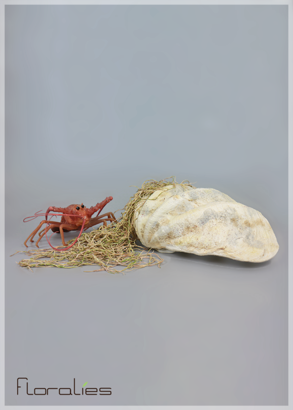 Langouste & coquillage Langouste & coquillage