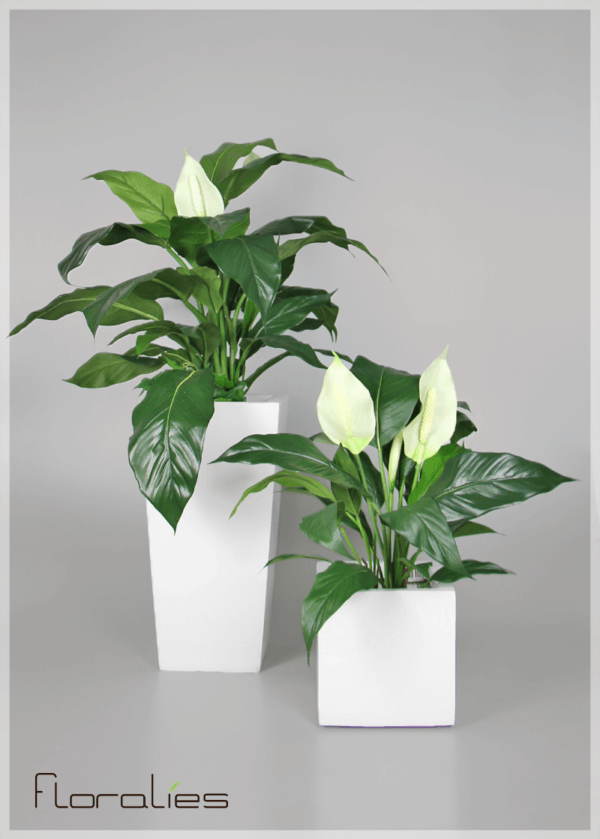 Spatiphyllum artificiel Spatiphyllum artificiel