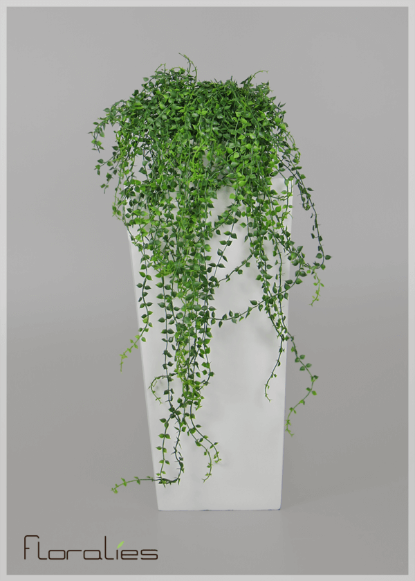 Chute de callisia artificielle Chute de callisia artificielle