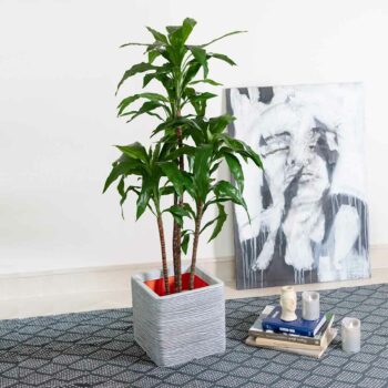 Dracena Steud