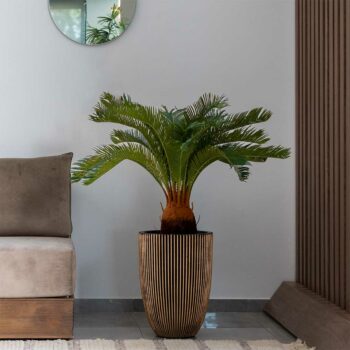 Cycas