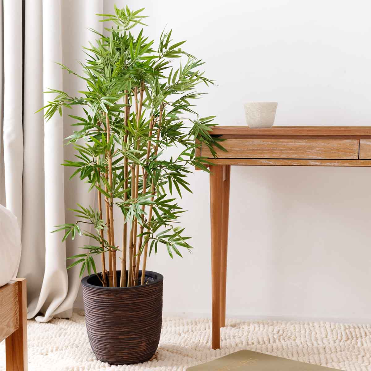 Bambou Japonais Dense - Floralies
