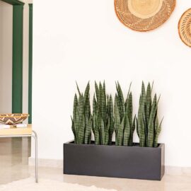 Sansevieria