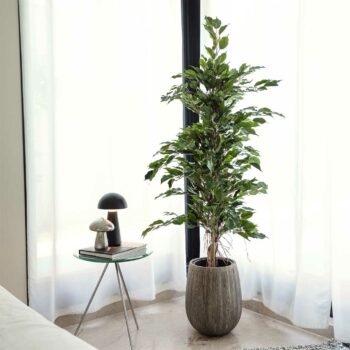 Ficus Exotica