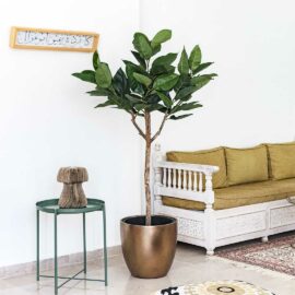 Ficus Caoutchouc sur tronc