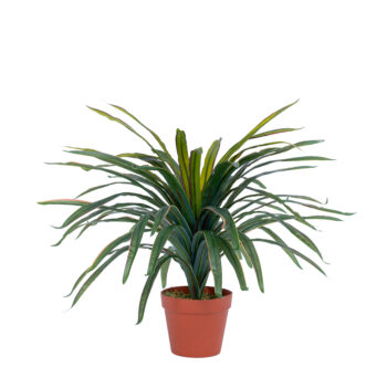 Yucca tropical