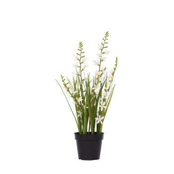 Anthericum