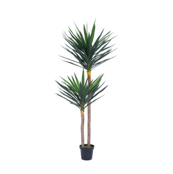 Yucca double troncs