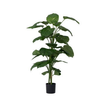 pothos 120 cm