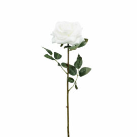 Single Velvet Rose H61cm