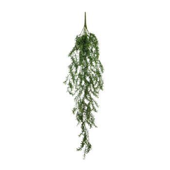 Asparagus tombant 105cm