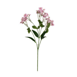 Dianthus light H 65cm