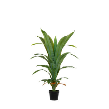 DRACAENA FRAGRANS