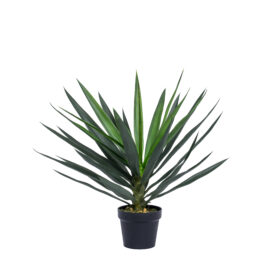 yucca palm