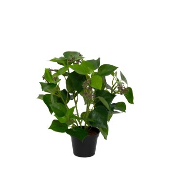 Hedera Helix H 30cm