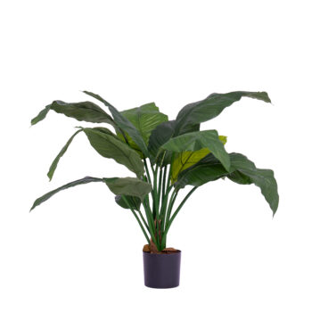 spathiphyllum king