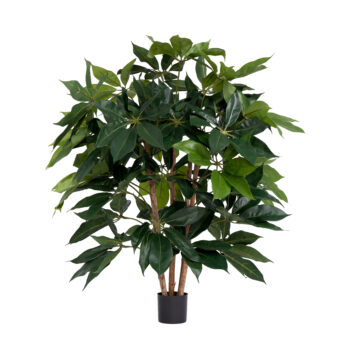 Schefflera Buisson