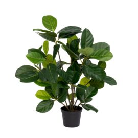 ficus audrey H 48cm