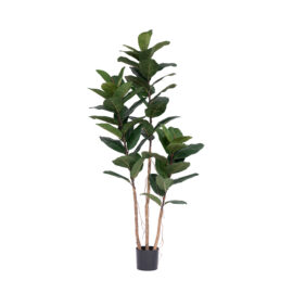 Ficus Yesenia