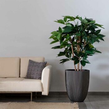 Schefflera Buisson H 115cm