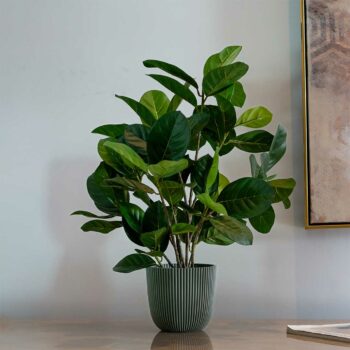 ficus audrey H 48cm