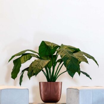 spathiphyllum king