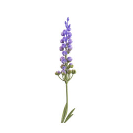 fleurs de lavende H 45cm