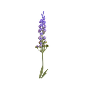 fleurs de lavende H 45cm