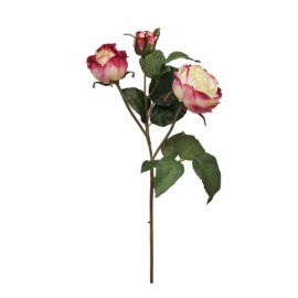 Rose rouge et blanche H 48cm