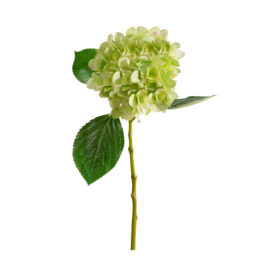 Hydrangea green H 50cm