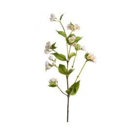 Philadelphus H 100cm