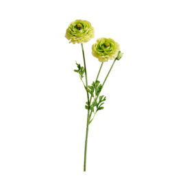 Ranunculus H 55cm