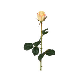 Rose jaune H 73cm