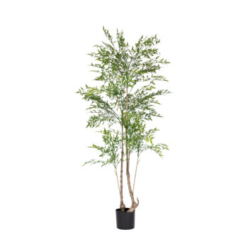 Nandina H 150cm