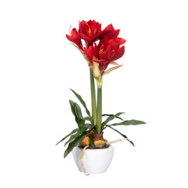 Amaryllis H 54cm