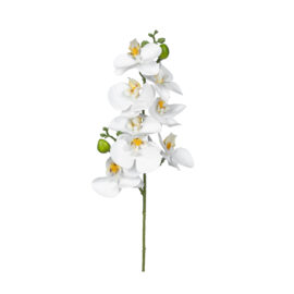 Orchidée H 86cm