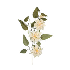 Clematis cream H 81cm