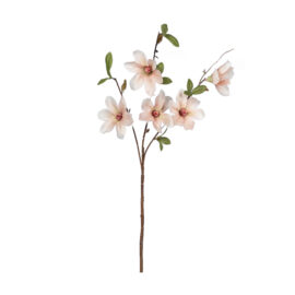 Magnolia beige H 64cm