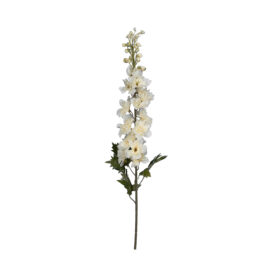 Delphinium cream H 79cm